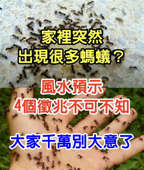 家裡很多螞蟻|家中突然出現很多小螞蟻怎麼辦？專家教你五招消滅家中小螞蟻、。